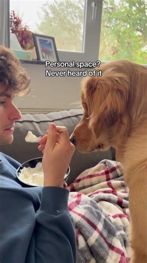 All food is to be shared with Zuko in this house #goldenretriever #sharing #dog