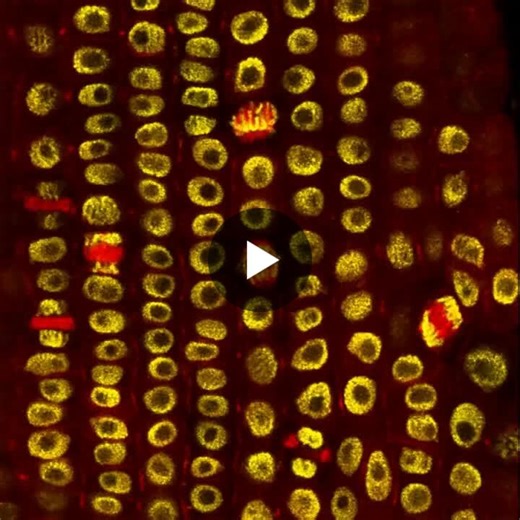 Precise regulation of root cellular dynamics 🔬🌱 DID YOU KNOW❓ 📚 Root morphogenesis is controlled by the Root Apical Meristem (RAM), a sophisticated sensory hub that integrates environmental… | Michał Słota