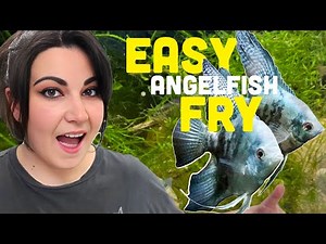 Breeding Angelfish Secrets Revealed