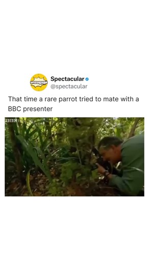 Spectacular on Instagram: "In 2009, while filming the BBC documentary Last Chance to See, zoologist Mark Carwardine had a now-legendary encounter with Sirocco, one of the world’s rarest parrots. During a shoot in New Zealand with Stephen Fry, the flightless bird unexpectedly climbed onto Carwardine’s head and enthusiastically attempted to mate with him. Fry burst into uncontrollable laughter, barely able to continue narrating as the determined parrot flapped and clung on. The hilarious scene qui