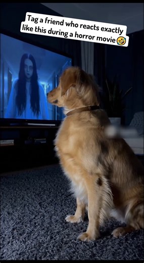 The Scaredy Dog #reels #funnymoments | Jason Rose