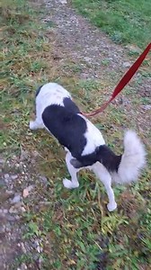 Lepa in samozavestna Maki 🥰🐾 4 tedne po posegu TPLO (Tibial Plateau Leveling Osteotomy) po poškodbi sprednje križne vezi 🍀🍀. 🌍 https://www.emirkirurgija.si/ 🌍 ☎️ 041/712-929 ☎️ #emirkirurgijazamaleživali #ortopedija #TPLO #strganekrižnevezi | EMIR kirurgija za male živali