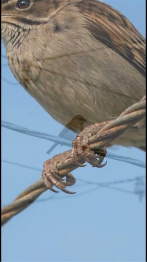How Birds Sit Safely on Power Lines #wildlife #wildlifeentertainment #nature #animallife