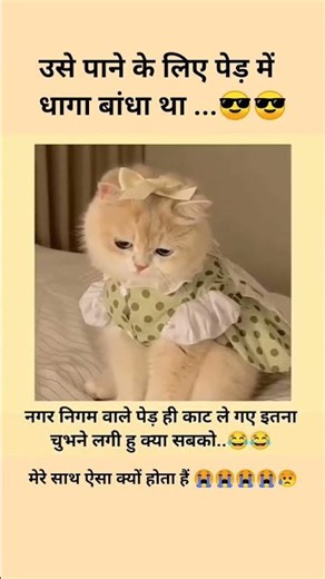 use pane ke liye ped mein dhaga bandha tha nagar nigam vale ped hi kat gaye .......😭😭😥😥#cat #funny