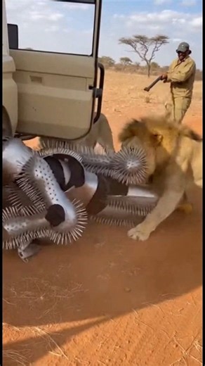 Lion Attack Spike Man #naturalwildlife | Natural Wildlife