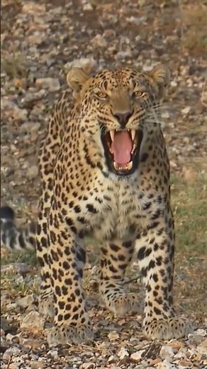 Wild Leopard Looks at the Camera | Amazing Leopard Sound