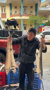 Giải cứu cá tầm sapa chỉ từ 95k/kg Hôm nay em có size vip 1,5-2 2-3 3-5kg Mời khách iu lên đơn | Nguyễn Lương