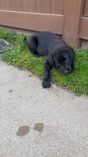 Donna's Labs- MI AKC English Labrador Retriever Puppies on Reels