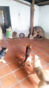 Esse animal é muito diferente #natureza #sobrevivência #caça #selva #animal | Elexsandro Costa Dos Santos