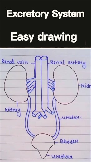 Excretory system easy diagram #biology #excretory_system #shortsfeed #feed