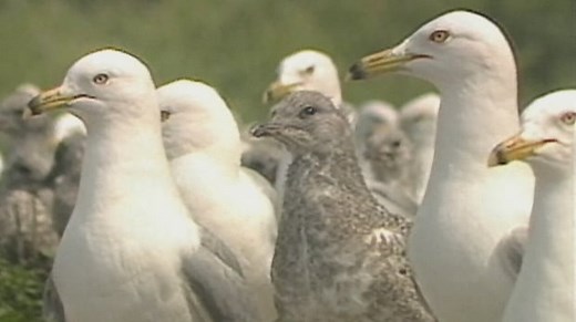 Seagull's death probed