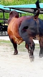 A Pure Brahman Bull with Swift Speed is Running — A Perfect Example of Beauty & Power!🌿🐂🌻#BrahmanBull #SwiftBull #PowerAndGrace #RunningBull #BullBeauty #FarmElegance #DesiBull #MajesticBull #RuralCharm #reels #viral #reels2025 #trend #cows #cattle #bulls #foryoupage #sumonscattle | SUMON’S CATTLE