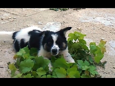 Sneezing Puppies