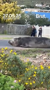 121K views · 1.8K reactions | Perdu à 1 km de l’océan, un éléphant de mer s’est offert une pause improbable contre une voiture de police à Cape Town. Selon les autorités locales, le géant marin a ensuite été secouru et ramené à la mer.  | Brut Afrique | Facebook