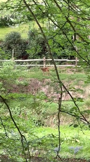 Deer Encounter in Nature