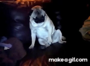 Masturbating Pug Dog Masturbation on Make a GIF