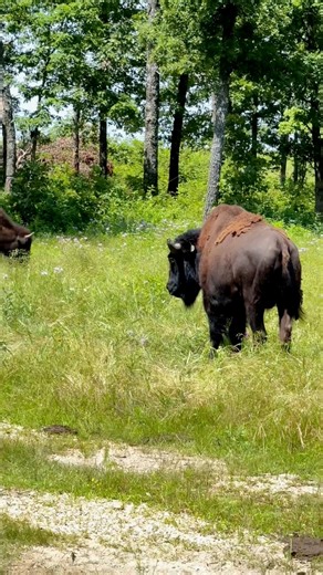 8.1K views · 131 reactions | Meet the rarest of the rare — one of only SIX albino bison in the world. And yes, the herd's got opinions #Bison #FarmLife #Rare #RanchLife #Cattle #Cows #AmericanBison #FYP #Reels #WhitePrivilege #racist | Tick Creek Ranch | Facebook