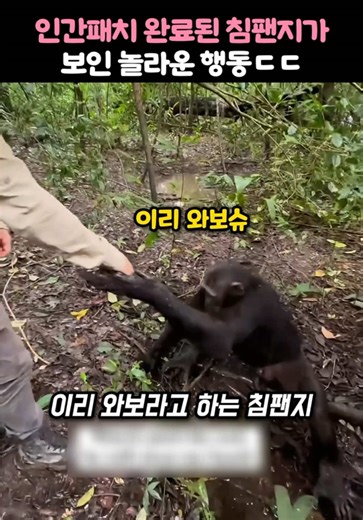 인간 패치로 변화한 침팬지의 놀라운 행동