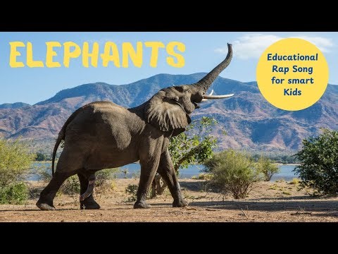 Elephant’s Big Beat - Fun Educational Rap Song for Kids About Elephants