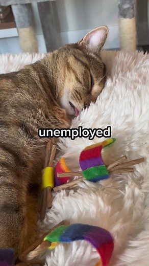 That about sums it up #catsoftiktok #cat #catlife