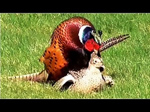 Common Pheasants mating in our garden on a windy day