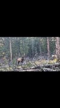 Herd bull bugling in my face!