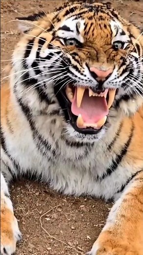 Growling, Hissing, Moaning - Type of Sounds Tiger Makes #tiger #wildlife #nature