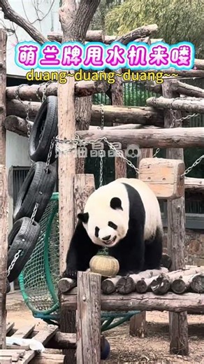 Swing machine #panda