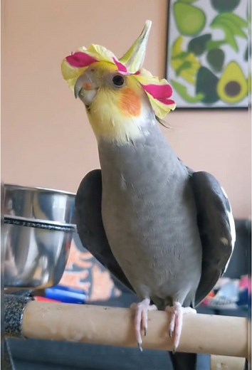 Parrots Are the Best Singers: Hilarious Bird Moments
