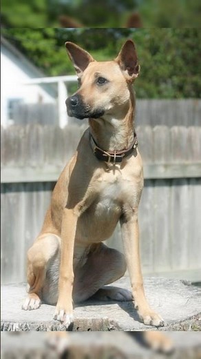 Healthiest Dog Breed Ever? Meet the Indian Pariah Dogs.