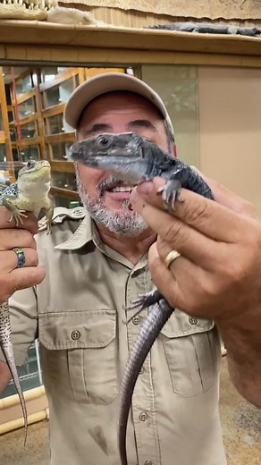 They’re both so beautiful 🤩 crazy how genes work 🧬 #lizard #learnontiktok #tiktokpartner