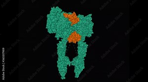 Structure of full-length insulin receptor (green) bound to four insulin molecules (brown), animated rotating 3D surface model, black background