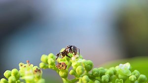 Download A bug is on a leaf, and it is yellow and black for free