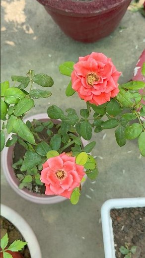 Beautiful Coral Rose Blooming 🌹🧡 | Terrace Garden Rose Magic