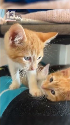 30A Cat Launches Free Spay/Neuter Voucher Program