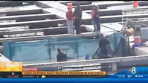 “I've got videotape of animals literally for hours floating around in those pens supported by flotation, not moving. That’s not living. That's dying,” said former dolphin trainer Russ Rector. http://kfmb.us/5t-hH | CBS 8 San Diego