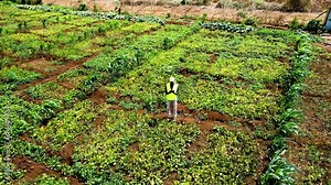Rural agricultural farms in Kenya. Drone pilot land survey. Smart Agriculture technology.