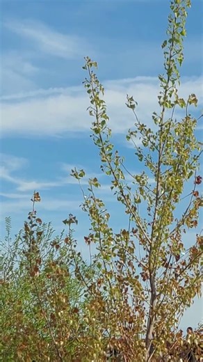 Trees at Centre Beach, Toronto Islands