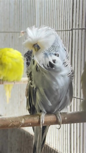 Giant #DunFallow #exhibitionbudgerigar #budgieslover #Budgiegar #birds | Birds and Hobbies KSB1