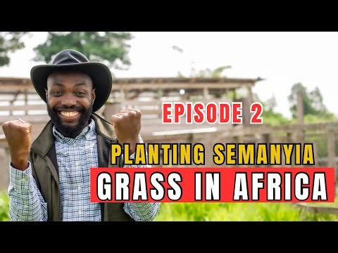 HOW TO PLANT AND MANAGE SEMANHYIA GRASS: Episode 2- Land Preparation