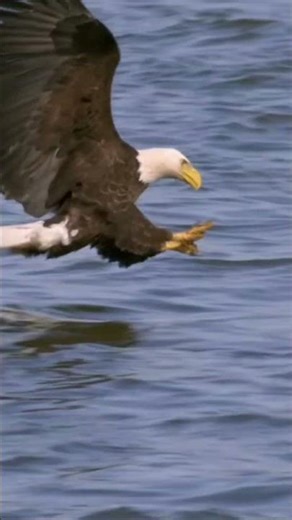 No Escape – Eagle Talons Are 10x Stronger! 🦅💀⚡ #eagle #talons #predator #nature #wildlife