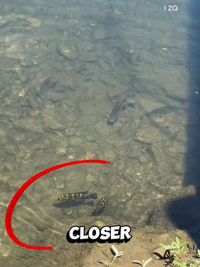 Tiny Fish Protecting Their Young: Cichlid Parent Fight