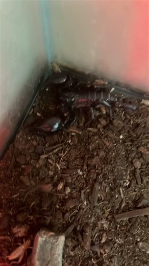 Asian Forrest scorpion