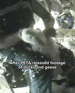 35K views · 1.3K reactions | The real reason down jackets are so warm. #RealReview | Direct Action Everywhere - DxE | Facebook