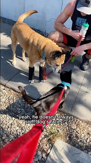 my cat meets an injured dog ❤️ #cat #catlife #catperson #cutecat #blackcat #friendship #petfriends