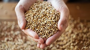 Is Malt Flavor Gluten Free? - Club Gluten Free