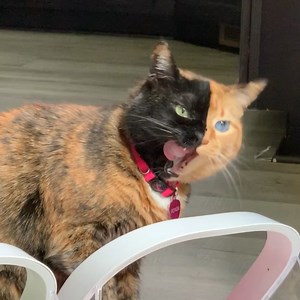 74 reactions · 25 comments | ✌ Venus the Two Face Cat frisst nun auch smart! | Sure Petcare | Facebook