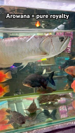 Arowana = pure royalty🔥#arowana #aquarium #fishkeeping #aquascape #viral #fishshorts #trending #yt