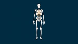 Human Skeleton Anatomy Stock Footage Video (100% Royalty-free) 5310830 | Shutterstock