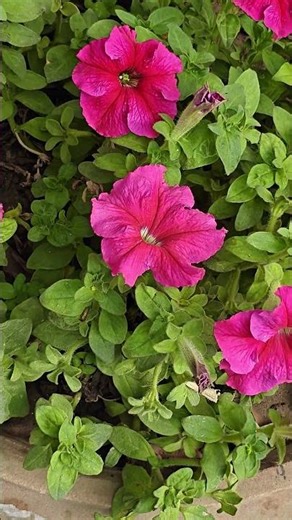 Pink Flower Beauty | Nature’s Soft & Elegant Bloom#flower #shorts ‪@priyalifevlogss‬